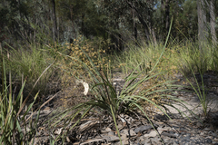 Lomandra multiflora