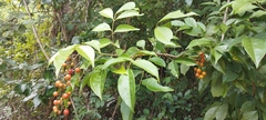 Picramnia antidesma