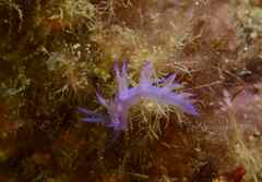 Flabellina affinis