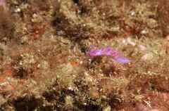 Flabellina affinis