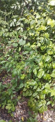 Picramnia antidesma