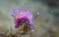 Flabellina affinis