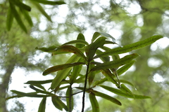 Myrsine salicina