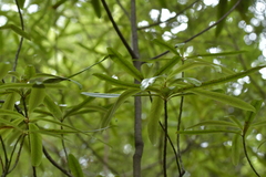 Myrsine salicina