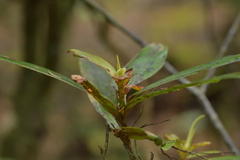 Myrsine salicina