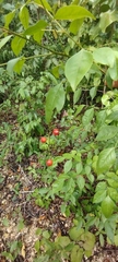Picramnia antidesma