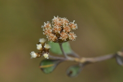 Helichrysum lanceolatum