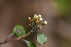 Helichrysum lanceolatum