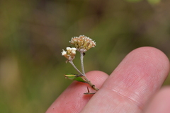 Helichrysum lanceolatum