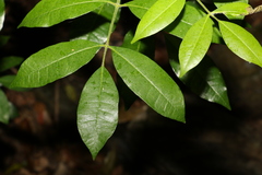 Bouchardatia neurococca