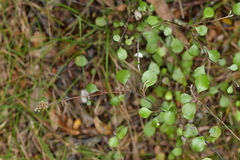 Helichrysum lanceolatum