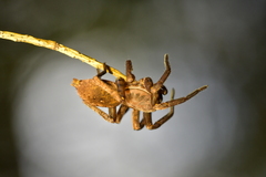 Uliodon