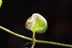 Liriomyza chenopodii
