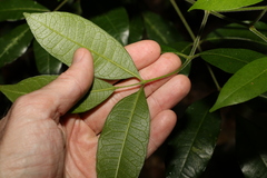 Bouchardatia neurococca