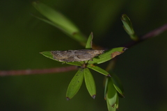 Thamnosara sublitella