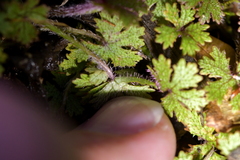 Hydrocotyle dissecta