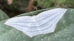 Acropteris leptaliata