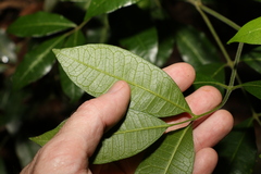 Bouchardatia neurococca