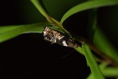 Glyphipterix zelota