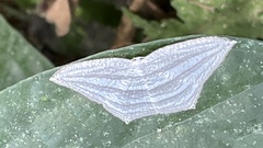 Acropteris leptaliata
