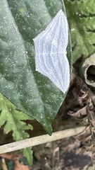 Acropteris leptaliata