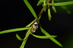 Glyphipterix zelota