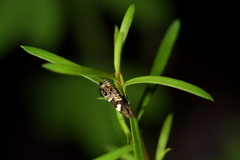 Glyphipterix zelota