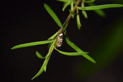 Glyphipterix zelota