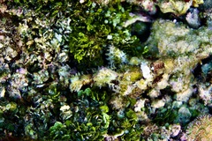 Scorpaenopsis oxycephalus