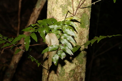 Arthropteris tenella
