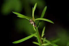 Glyphipterix zelota