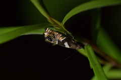 Glyphipterix zelota
