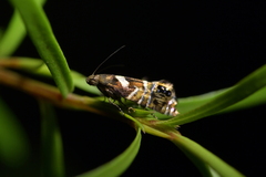 Glyphipterix zelota