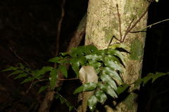 Arthropteris tenella