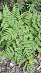 Tectaria devexa