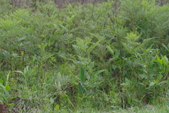 Pteridium centrali-africanum