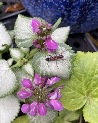 Aphneope sericata