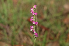 Spiranthes australis