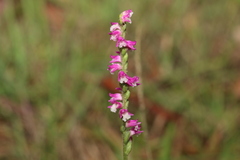 Spiranthes australis