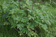 Tithonia diversifolia