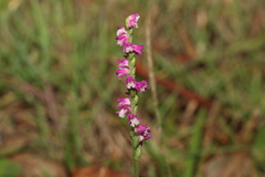 Spiranthes australis