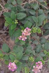 Lantana camara