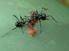Myrmhopla
