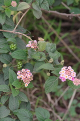 Lantana camara