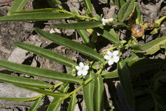 Eremophila debilis