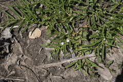 Eremophila debilis
