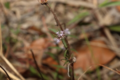 Spermacoce multicaulis