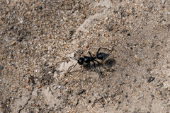 Calomyrmex albopilosus