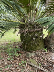 Encephalartos transvenosus