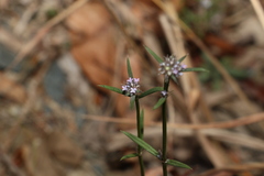 Spermacoce multicaulis